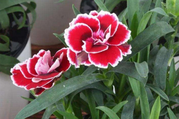 康乃馨花苞幹癟怎麼救