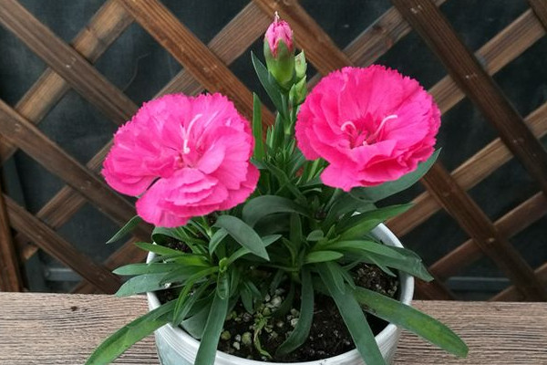 康乃馨花苞幹癟怎麼救