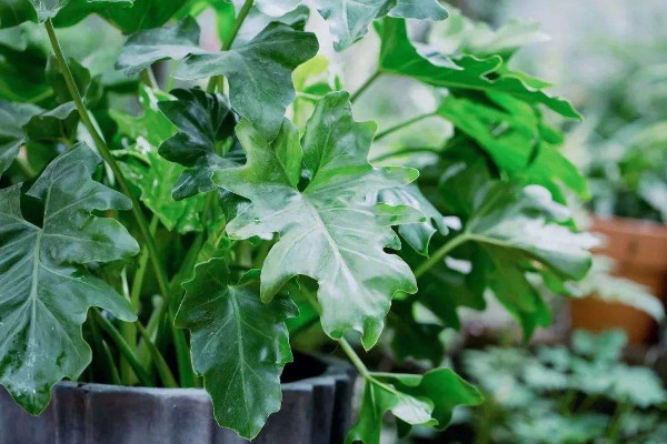 春羽氣生根怎麼處理