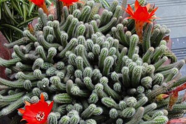 仙人指怎麼修剪