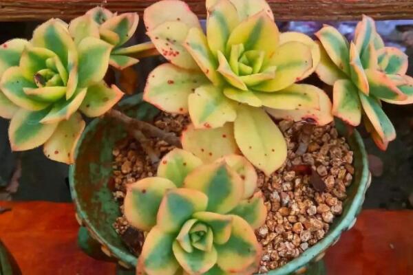 星爆法師怎麼養