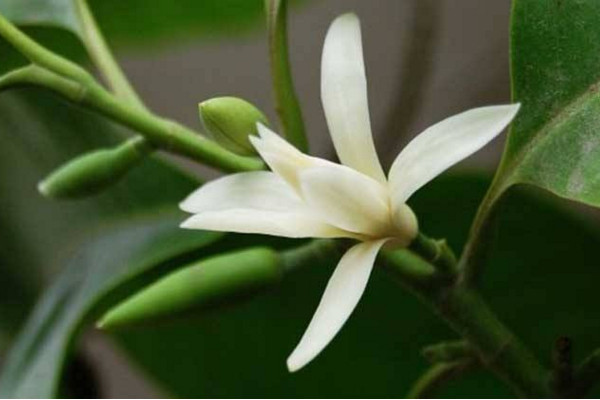 白蘭花不開花是什麼原因