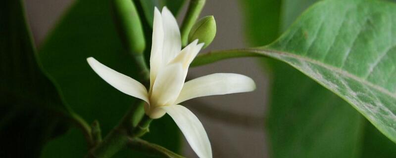 白蘭花不開花是什麼原因