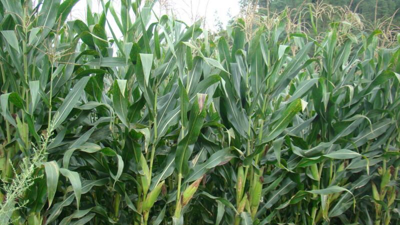 玉米種植技術