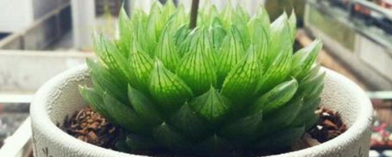 櫻水晶徒了怎麼挽救