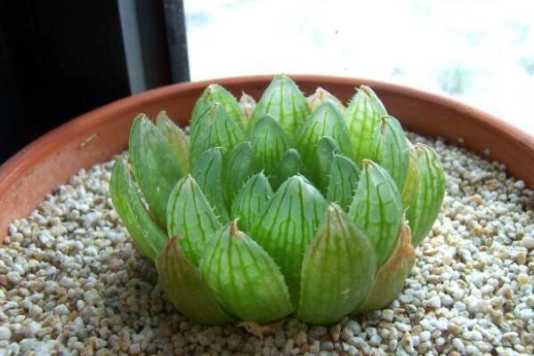 櫻水晶徒了怎麼挽救