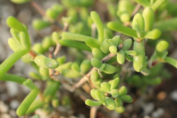 枝幹番杏為什麼不開花
