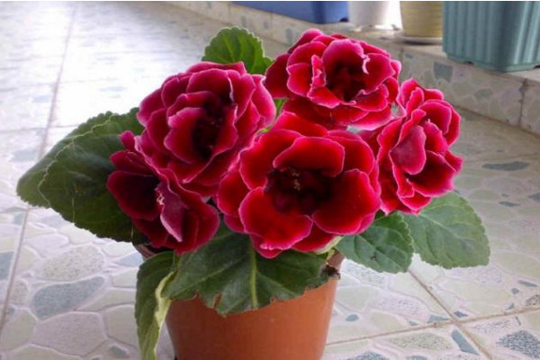 大岩桐開完花怎樣修剪