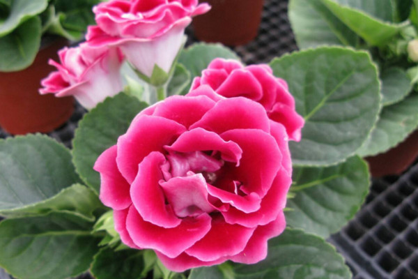 大岩桐開完花怎樣修剪