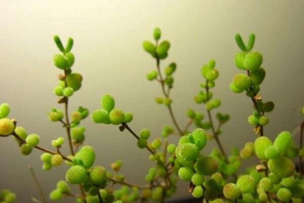 枝幹番杏怎麼控製枝條