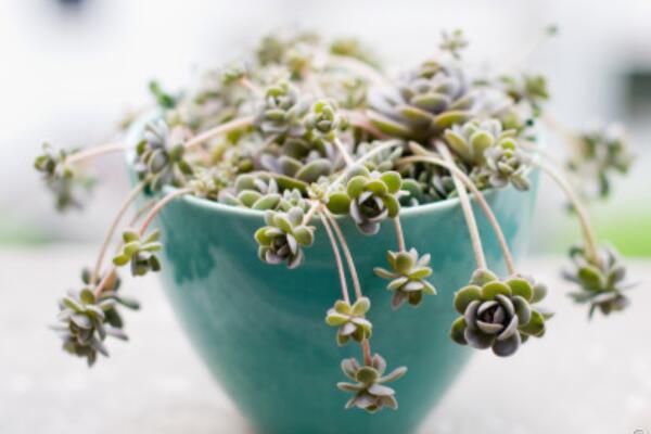 子持蓮華的側芽怎麼剪