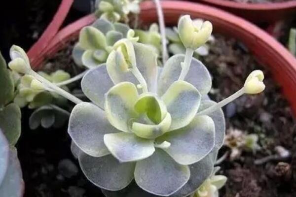 子持蓮華的側芽怎麼剪