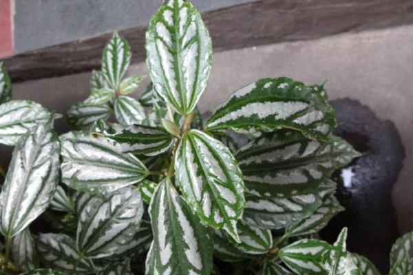 巴拿馬冷水花怎麼種