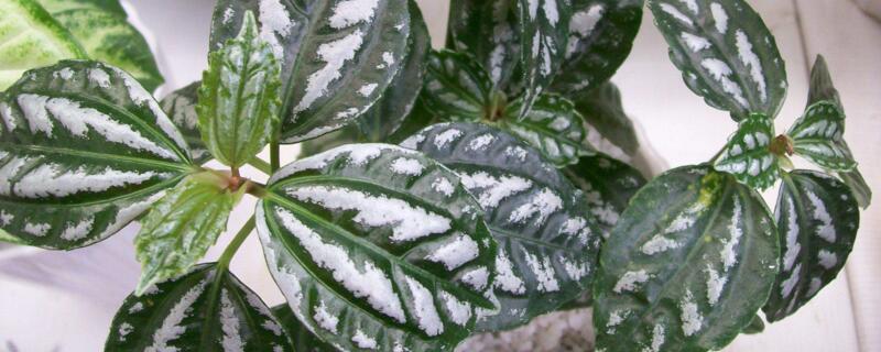 巴拿馬冷水花怎麼種