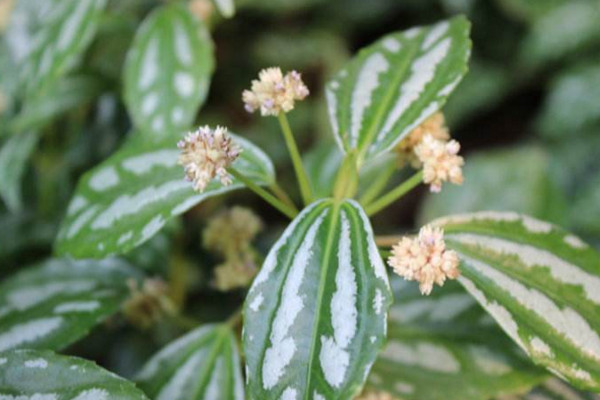巴拿馬冷水花怎麼種