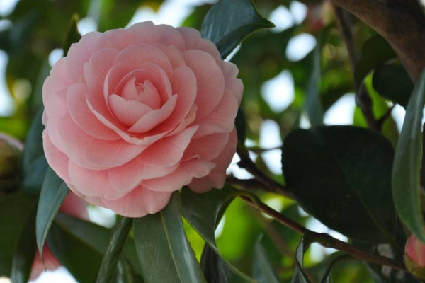 茶花移植後怎麼處理