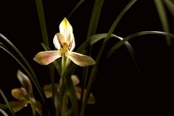 蘭花怎麼養