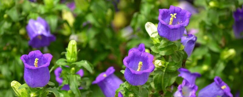 風鈴花開敗後怎樣修剪