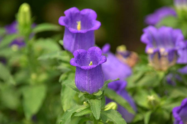 風鈴花開敗後怎樣修剪