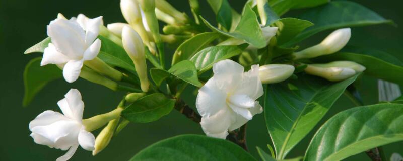 狗牙花掉花苞怎麼回事