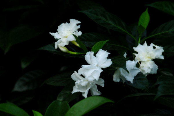 狗牙花掉花苞怎麼回事