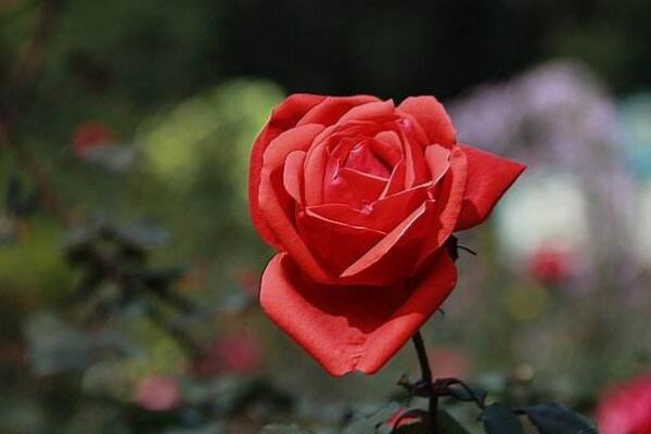 孕婦適合什麼鮮花