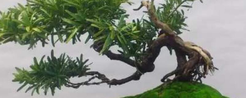 黑珍珠羅漢鬆如何養護