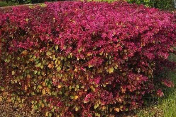 紅花繼木怎麼扡插