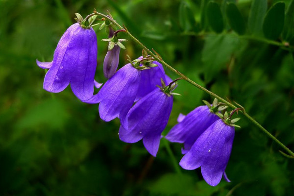 風鈴花怎麼澆水