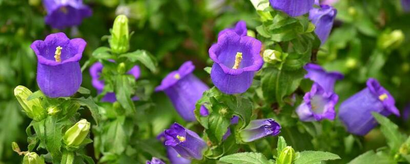 風鈴花怎麼澆水