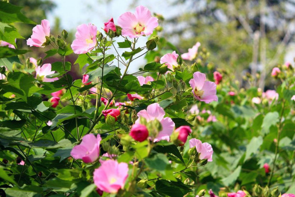 芙蓉花開過了怎麼處理