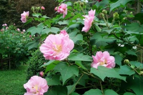 芙蓉花開過了怎麼處理