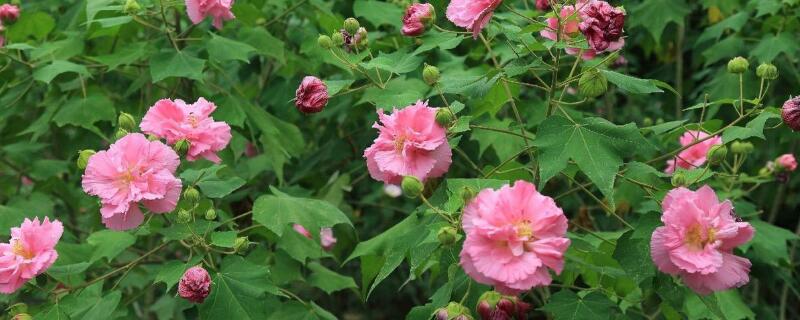 芙蓉花開過了怎麼處理
