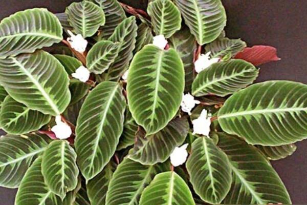 花葉竹芋怎麼澆水