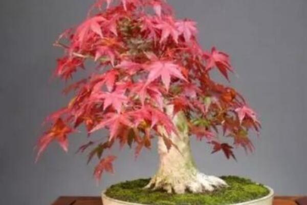 紅楓移栽後注意事項