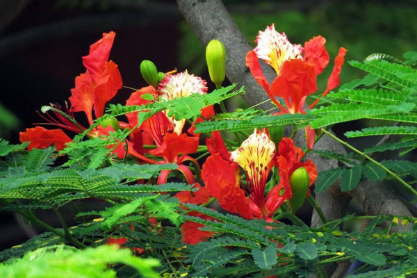 鳳凰花怎麼種植