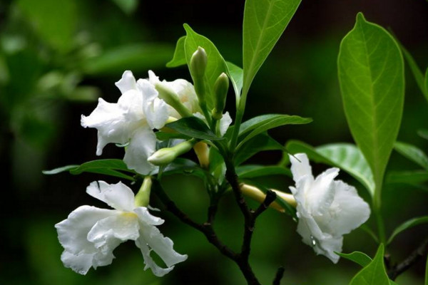 狗牙花隻有花苞不開花