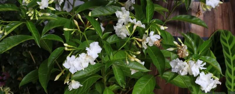 狗牙花隻有花苞不開花
