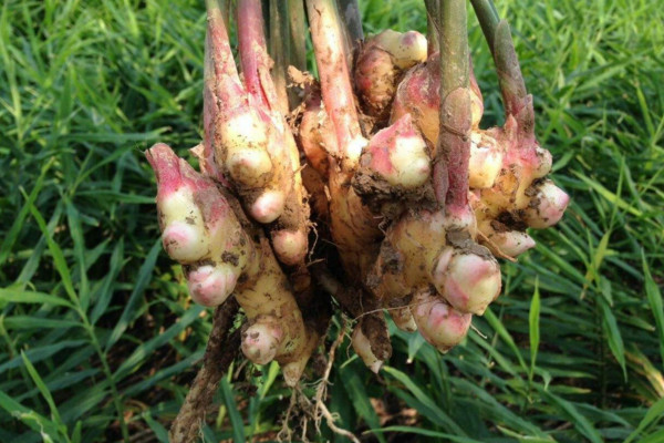 生薑種植技術