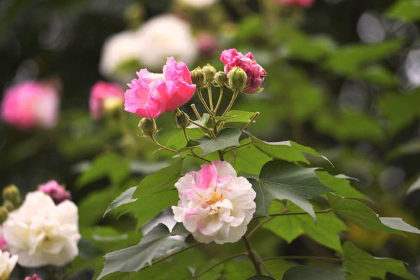 芙蓉花什麼時候剪枝