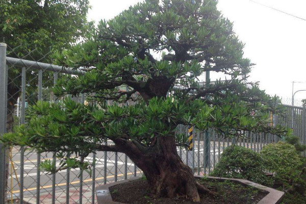 黑珍珠羅漢鬆怎麼養