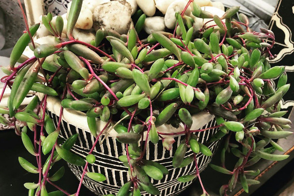 黃花新月怎麼繁殖