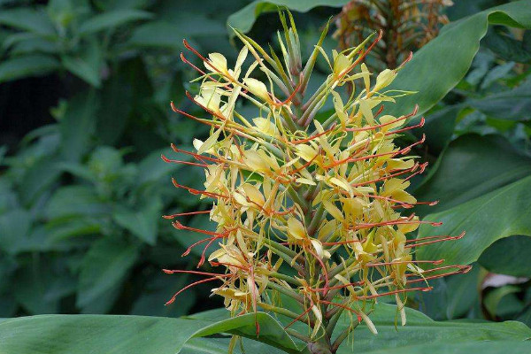 薑花塊莖怎麼種