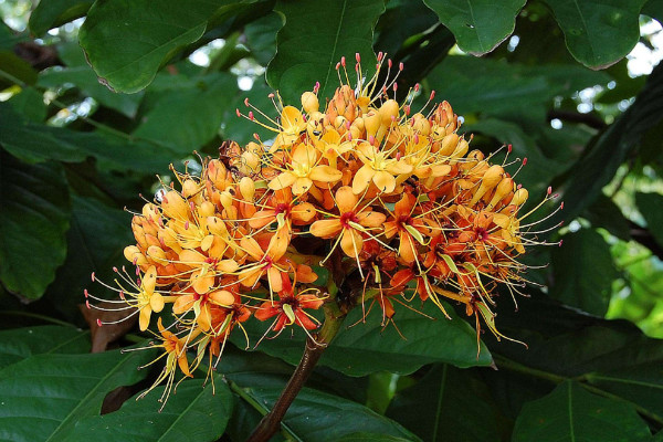 薑花塊莖怎麼種