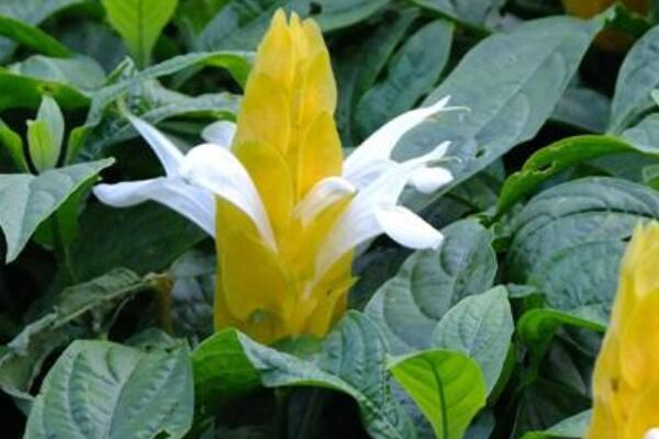 金苞花不開花怎麼辦