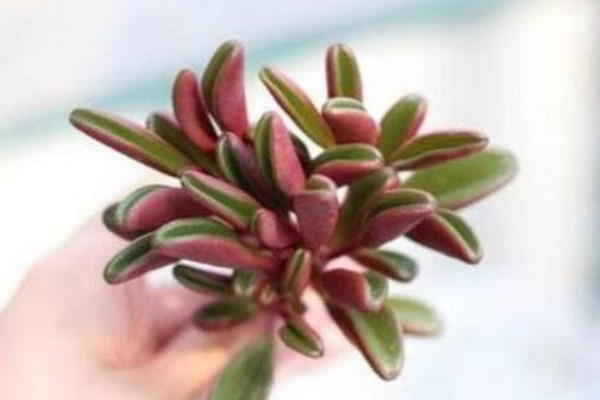 紅背椒草徒長怎麼辦