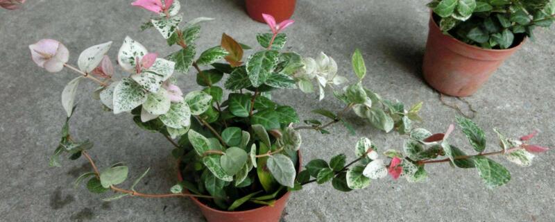 花葉絡石葉子幹硬