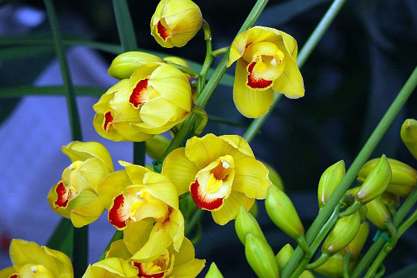 蕙蘭開完花怎麼辦修剪