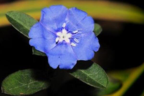 藍星花的修剪方法
