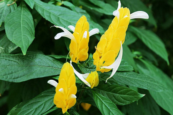 金苞花如何扡插